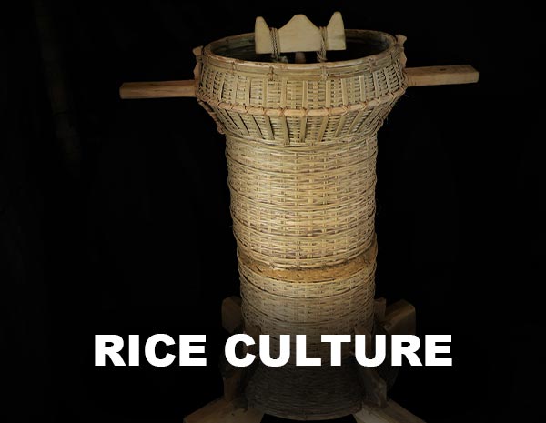 Cycle of Rice [ Collections | Collection type ]